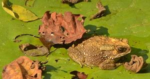 Toad at Wat Suan Mokkh, a Theravada Buddhist temple in Chaiya, Thailand.