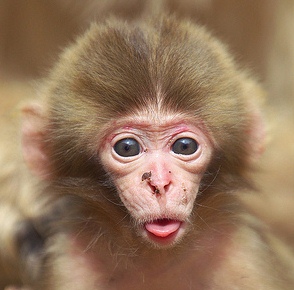 Monkey tongue sticking out during meditation.