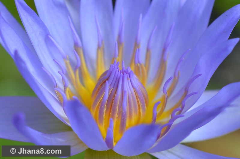 Purple lotus at meditation center in Thailand.