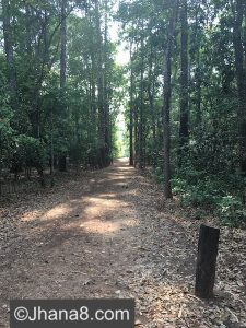 Walking meditation path in northeast Thailand.