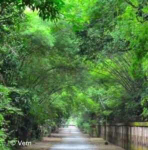 Bamboo over walkway at Wat Nong Pah Pong in Warin Chamrap, Ubon Ratchathani, Thailand - a Buddhist temple.