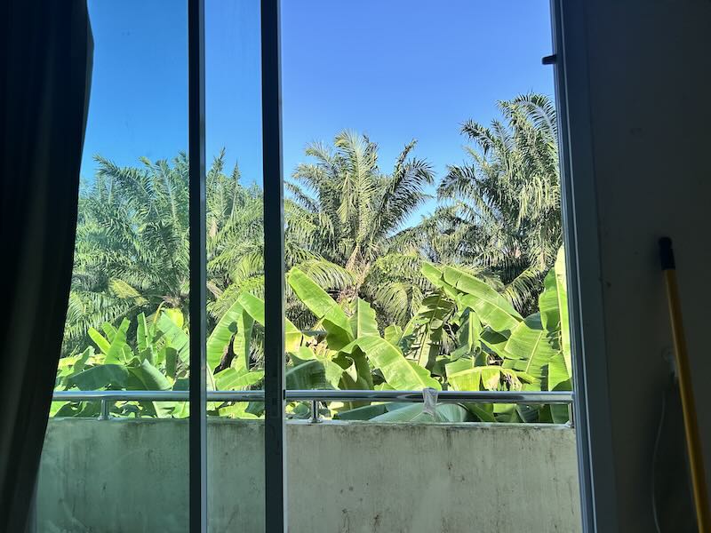 Looking out window at palm and banana trees.