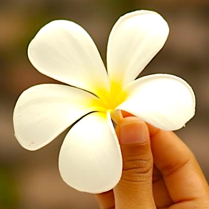 A white plumeria flower held by my wife in Thailand.