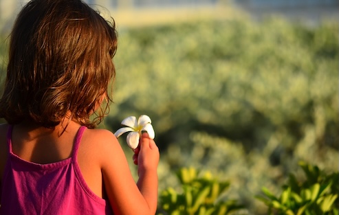 Small girl holding plumeria flower - frangipani.
